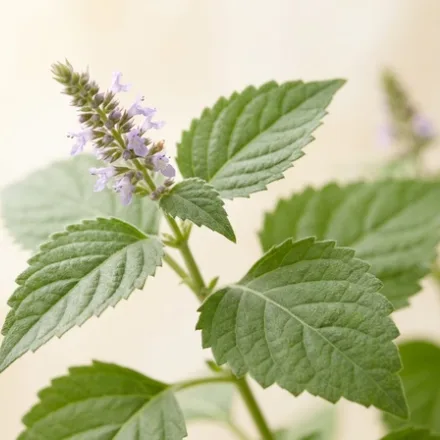 Patchouli
