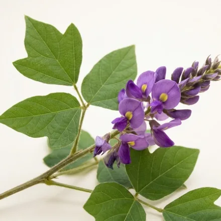 Pueraria lobata