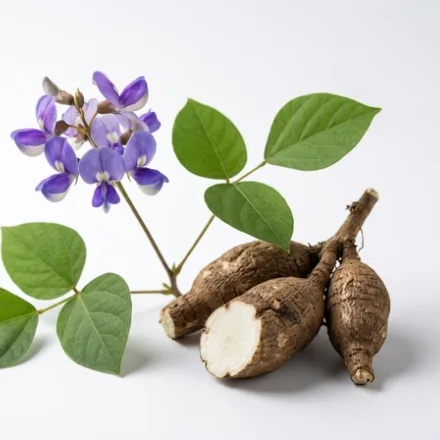 Pueraria mirifica