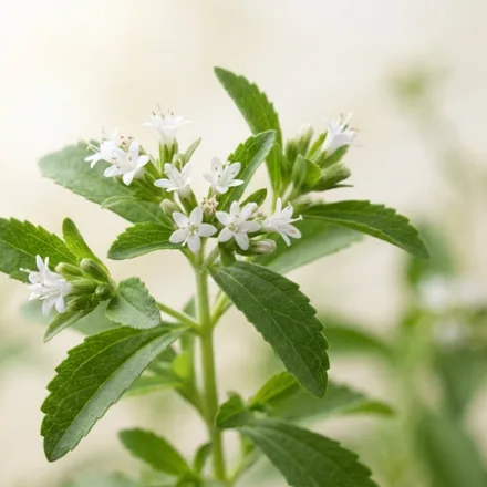 Stevia