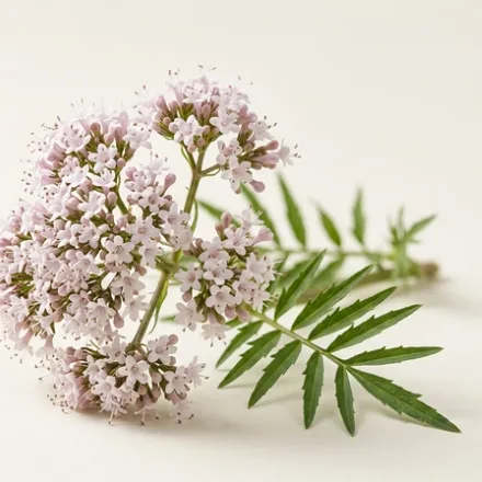 Valeriana