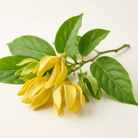 Ylang-Ylang